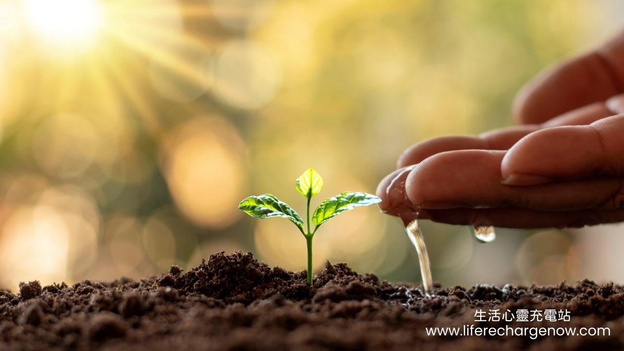 一隻手溫柔地為土壤中剛萌芽的嫩綠幼苗澆水，金黃陽光從上方灑落，象徵溫柔呵護與生命成長。搭配Podcast第八集封面。